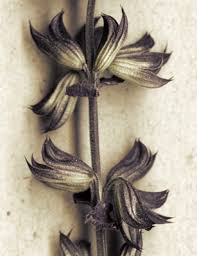 vintage flower pictures