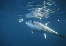 biggest tuna fish