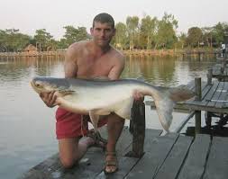 mekong giant catfish pictures