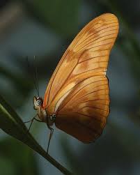 عجائب الفراشات Butterfly%2520(10)