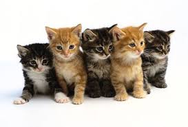 long hair cat breeds