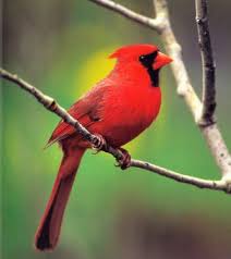 red cardinal bird