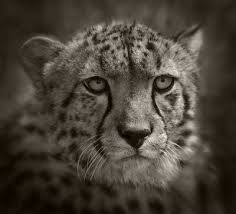 big cat pictures