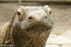 picture komodo dragons