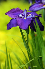 japanese iris pictures