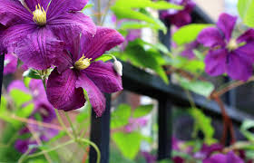purple flower vine