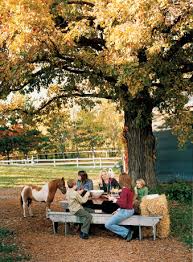miniature horse farm