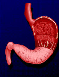 صدق او لا تصدق Stomach