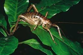 Giant weta