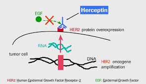 reaction of Herceptin (1)