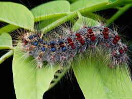 gypsy moth caterpillar pictures