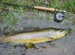 fly fishing trout