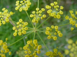 photo fleur de fenouil