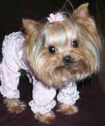 littledog2.jpg