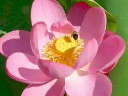 lotus nelumbo nucifera