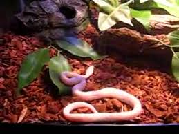 corn snake enclosure
