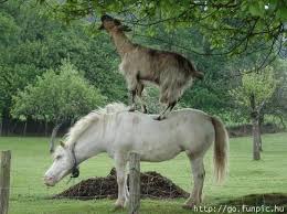 funny animals