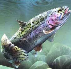 rainbow trout pictures