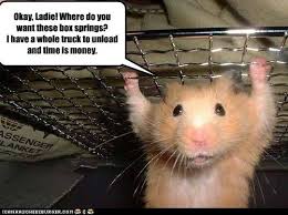 funny pictures that move