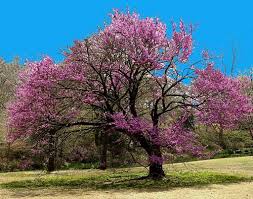 pictures redbud tree