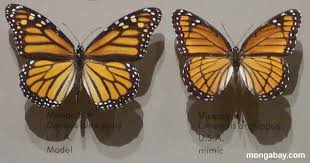 heliconid butterfly pictures