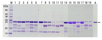 sds page