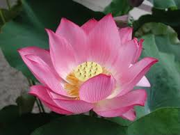 water lily lotus flower