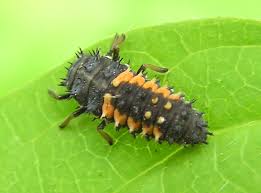 types bugs pictures