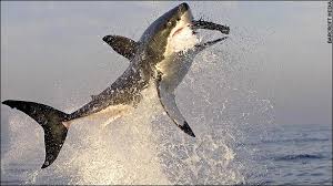 shark