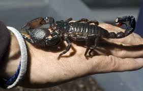 scorpion species