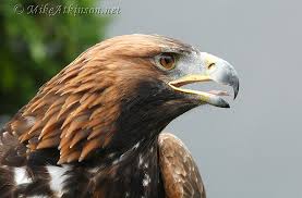 golden eagles bird