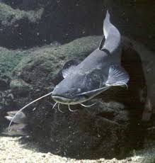http://t2.gstatic.com/images?q=tbn:NHkqMkf2Y5w7IM:http://sitewebseille.free.fr/photos/poissonsSeille/silure.jpg