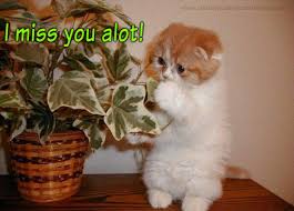 kitties