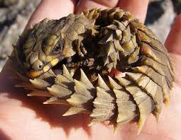 cute baby dragons