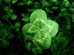 A four-leaf clover is