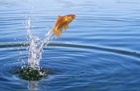 goldfish carassius auratus