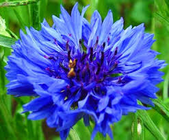 cornflower