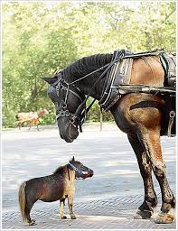 cute horses