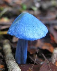 Fungi 