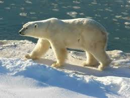 bear