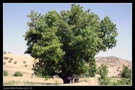 درخت گردو تصوير با اندازه اصلي