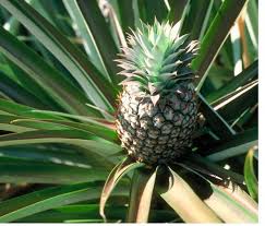 pineapple fruit tree