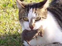 cat eats mouse