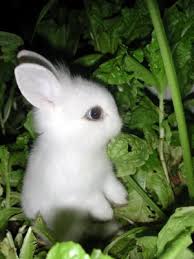 funny blogs
