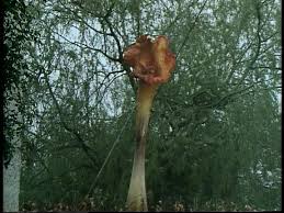 day of the triffids