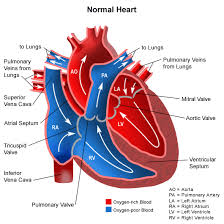 Normal Heart. The aortic valve