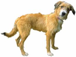 normal_mutt_1.gif&t=1