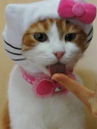 hello kitty cat