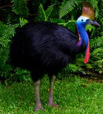 large flightless birds
