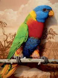 rainbow parrots